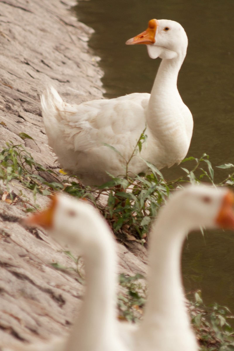 Swan Goose (Domestic type) - Kian Guan Tay