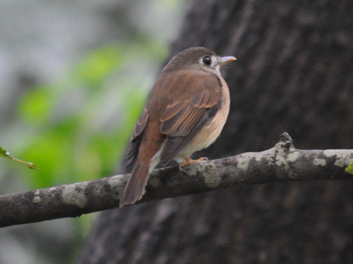 Brown-breasted Flycatcher - Hareesha AS