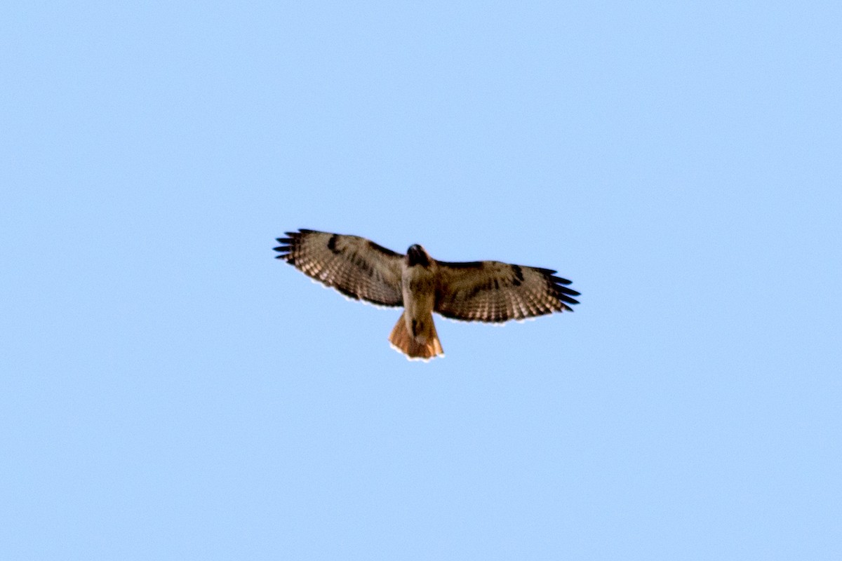 Red-tailed Hawk - ML84993561