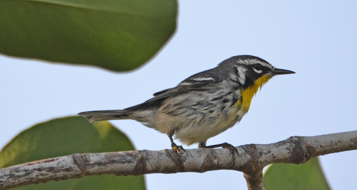 Yellow-throated Warbler - ML84996601