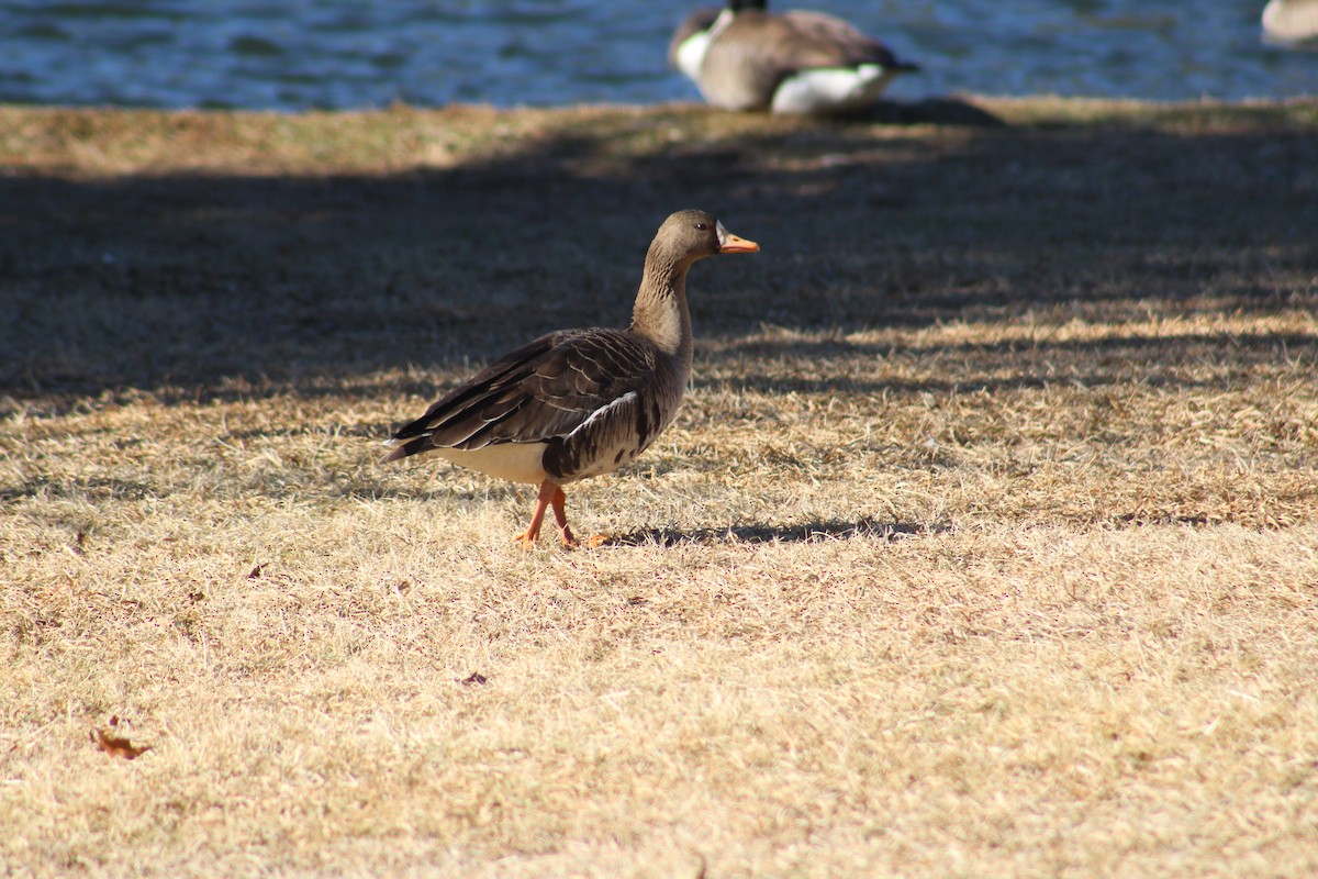 Greater White-fronted Goose - Michael Plauché