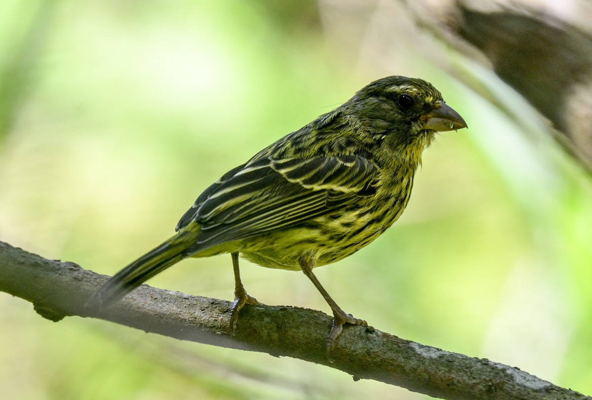 Forest Canary - ML84998011