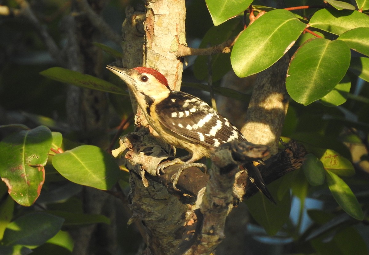 Fulvous-breasted Woodpecker - ML84998321