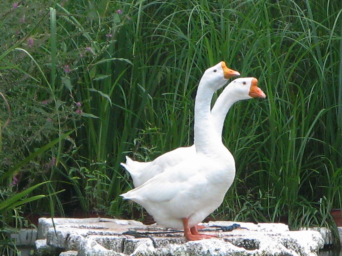 Domestic goose sp. (Domestic type) - Kian Guan Tay
