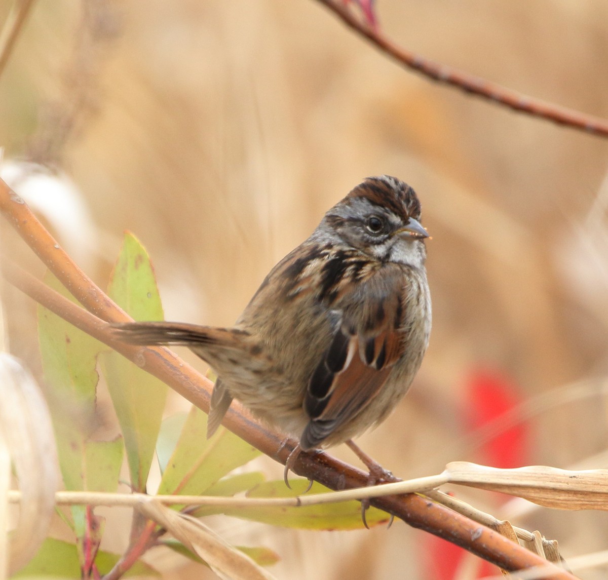 Swamp Sparrow - ML84999031