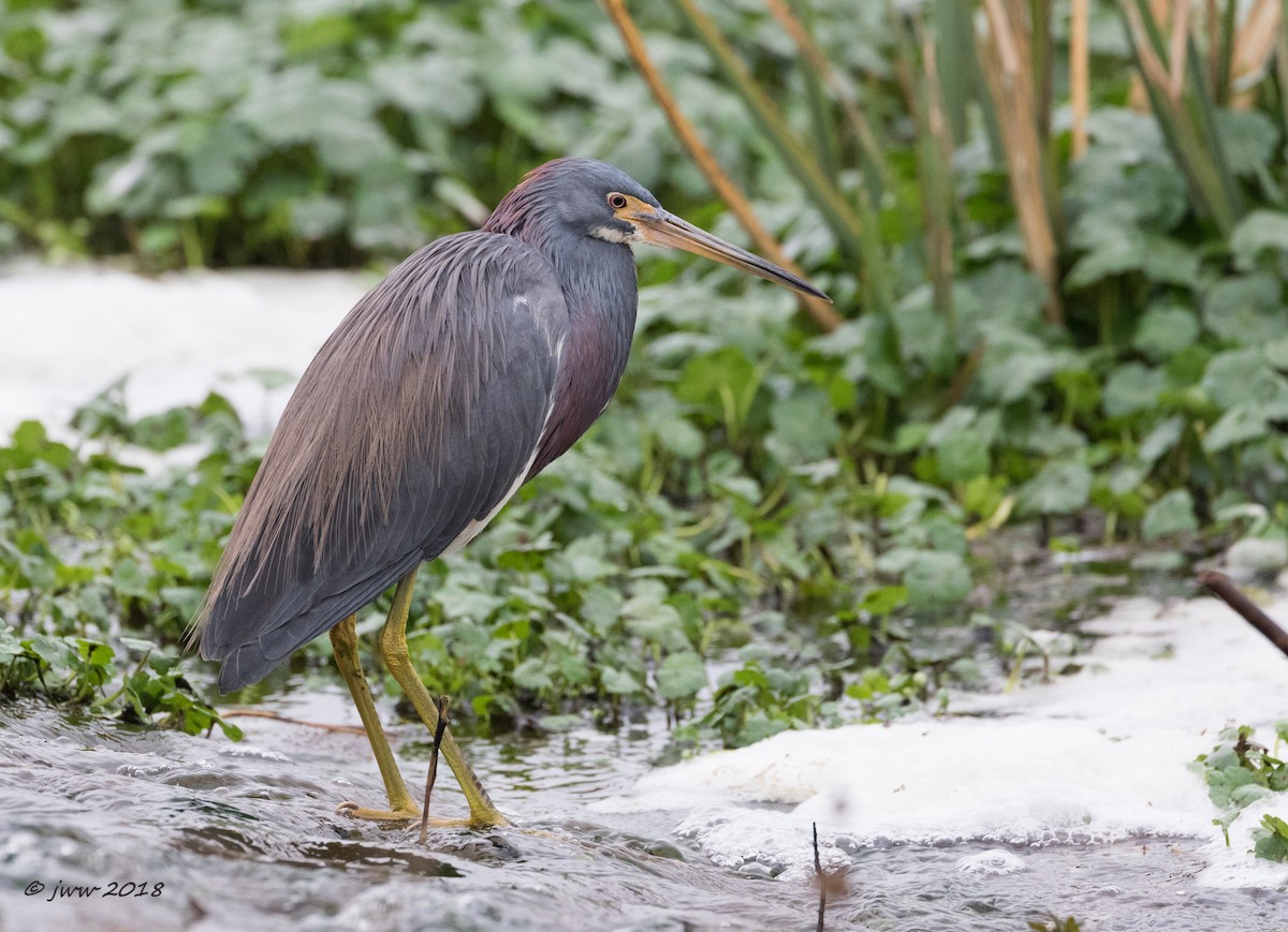 Tricolored Heron - Janey Woodley