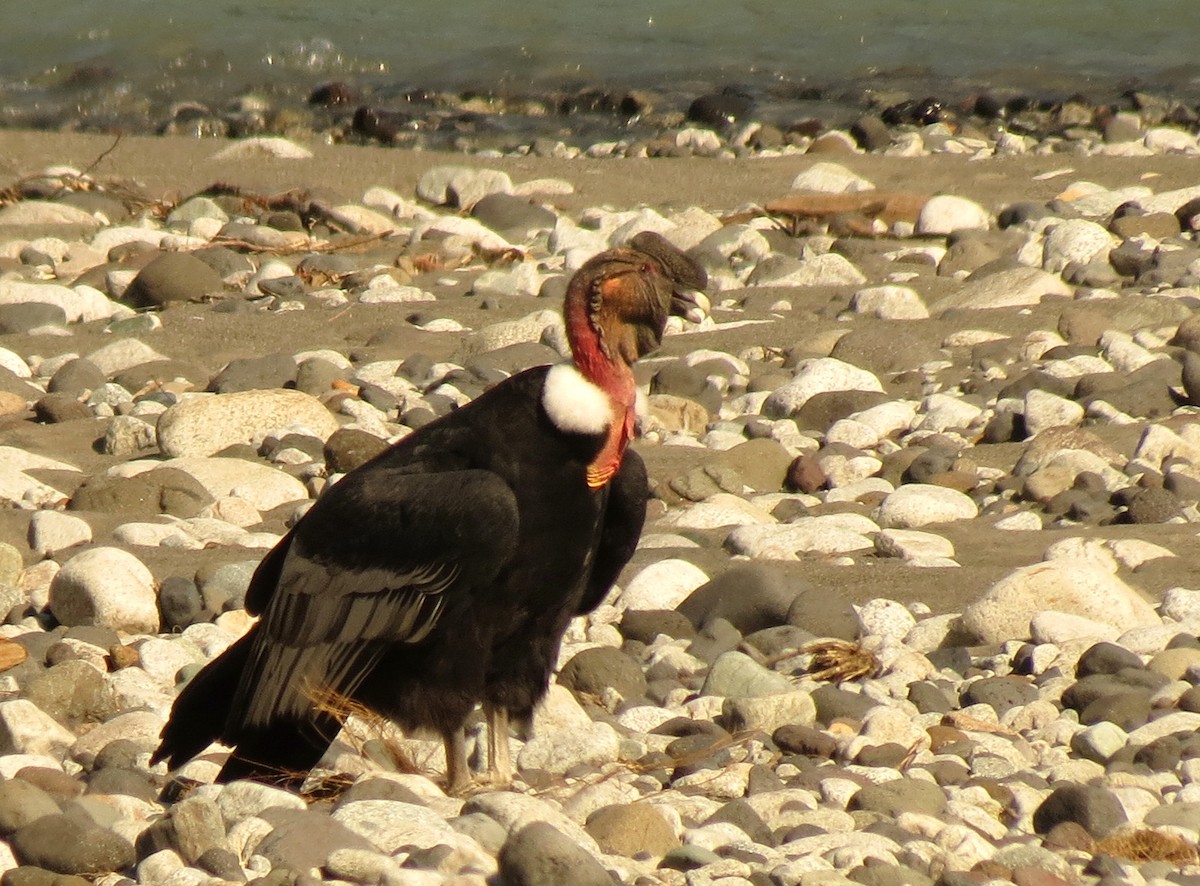 Andean Condor - Peter Blancher