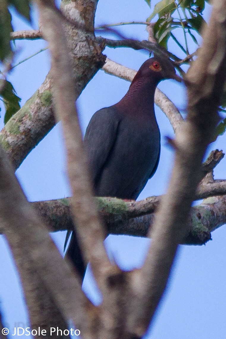 Scaly-naped Pigeon - ML85002691