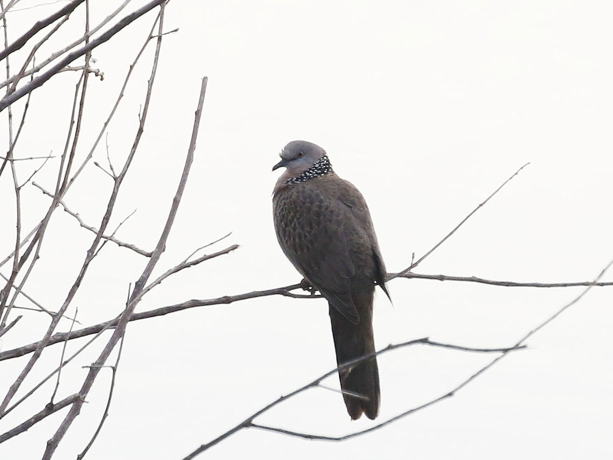 Spotted Dove - Paul Farrell