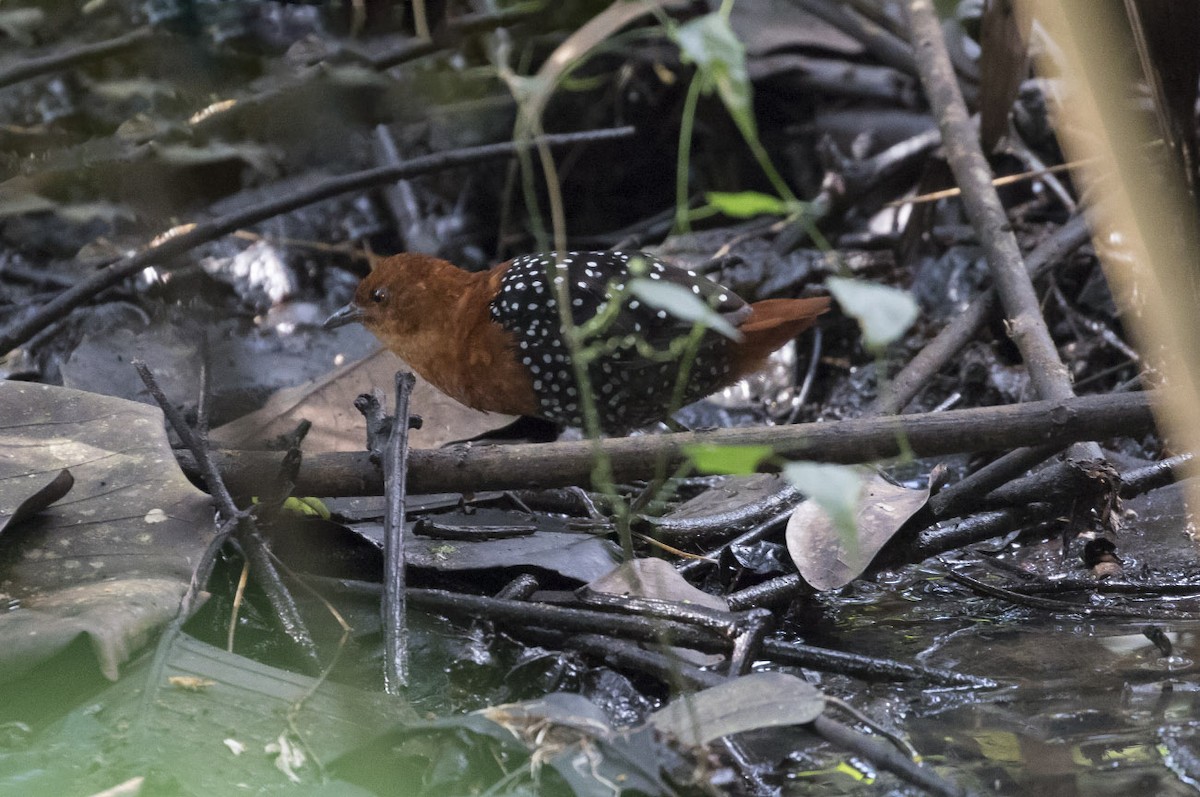 White-spotted Flufftail - ML85005521