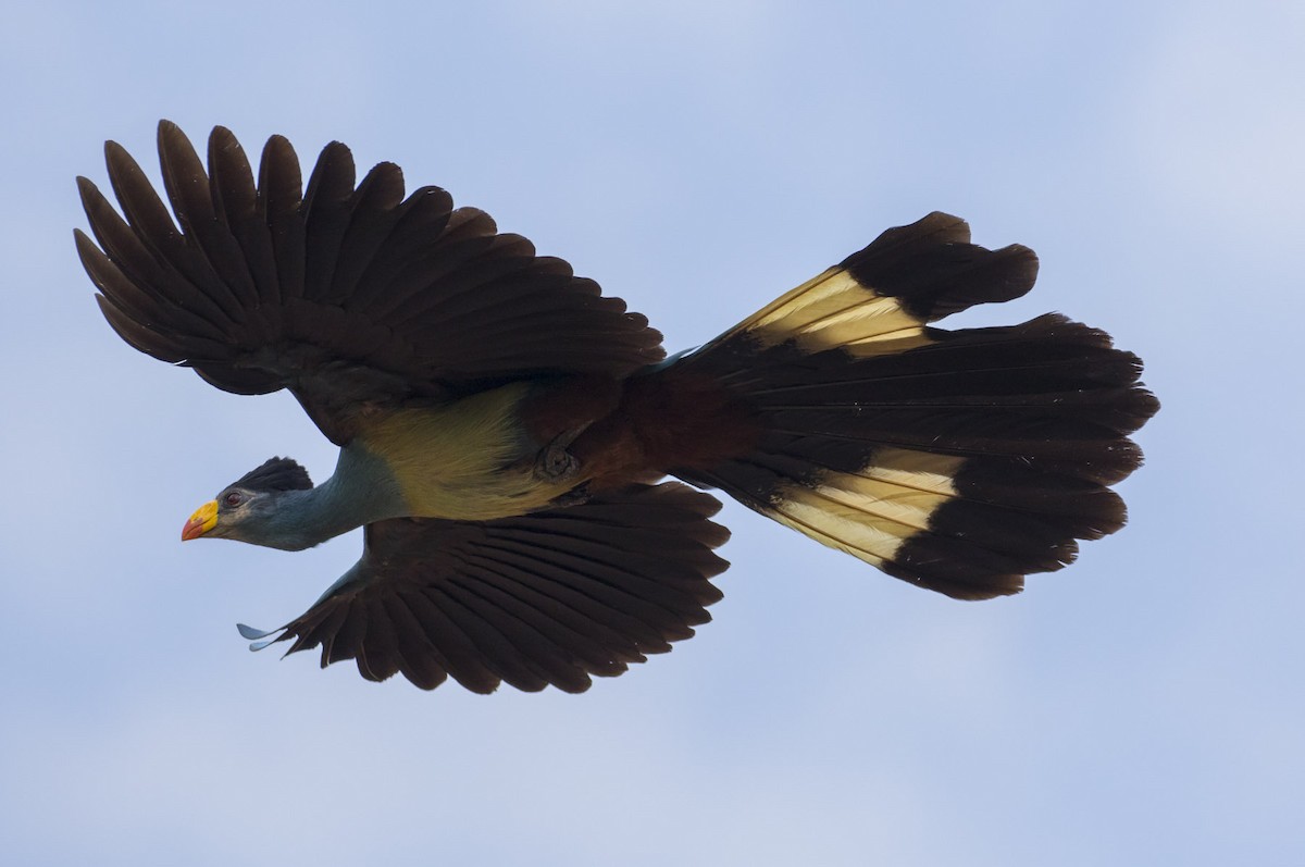Great Blue Turaco - Michael Todd