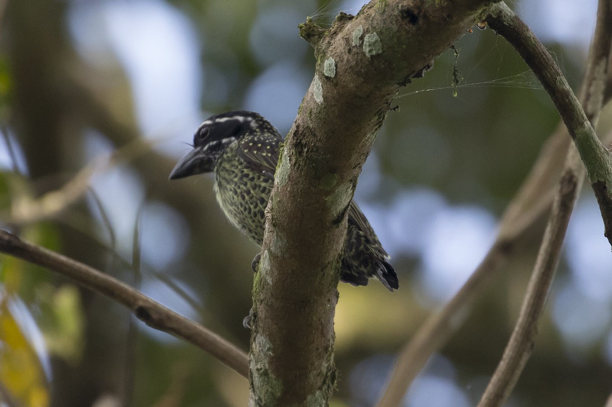Hairy-breasted Barbet - ML85006061