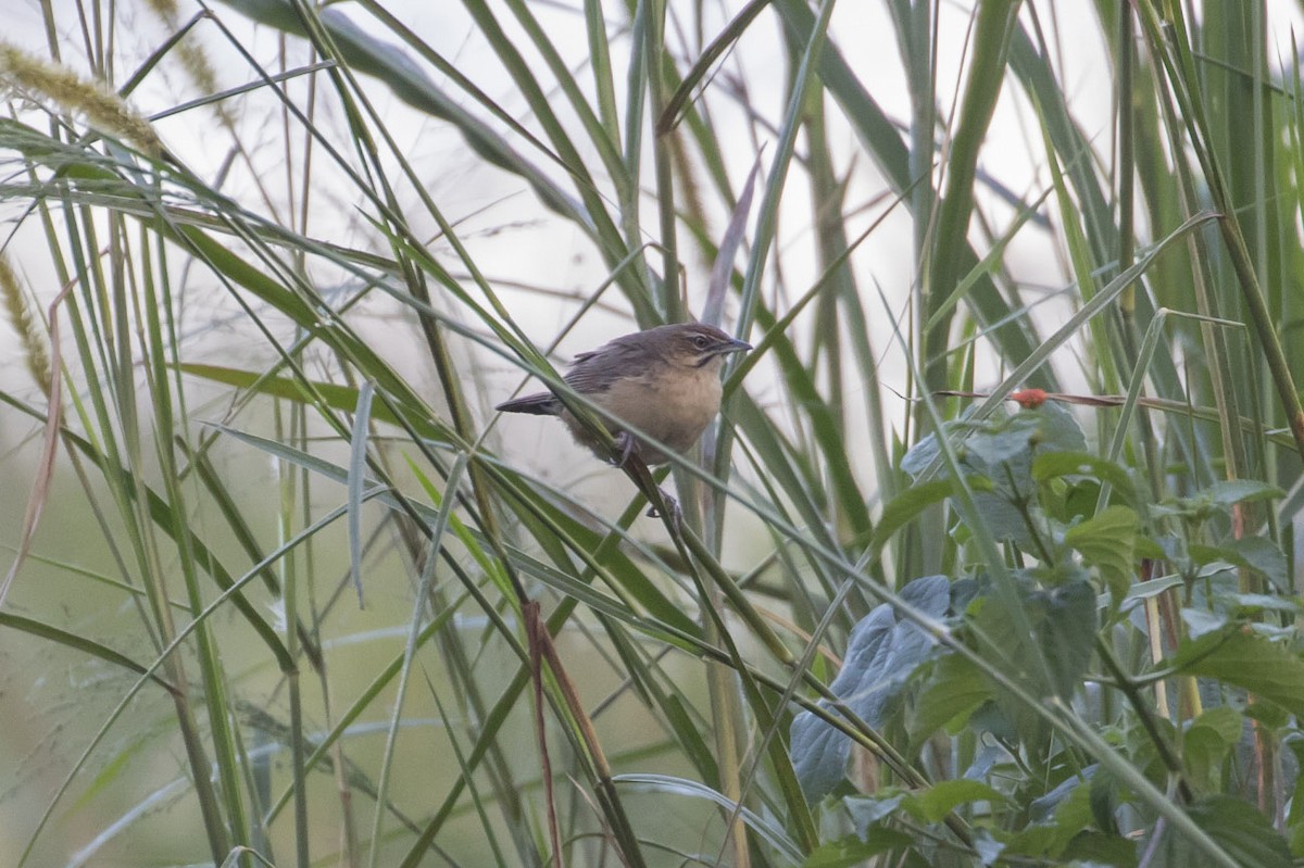 Moustached Grass-Warbler - ML85006211