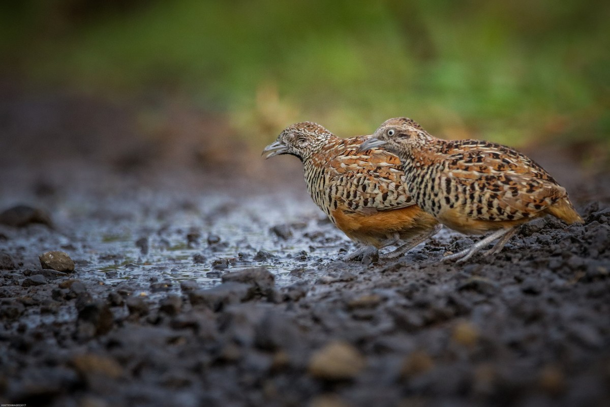 Barred Buttonquail - Indranil Bhattacharjee