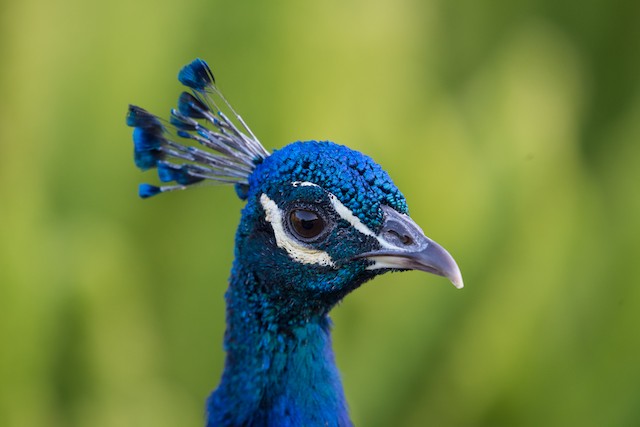 Indian Peafowl