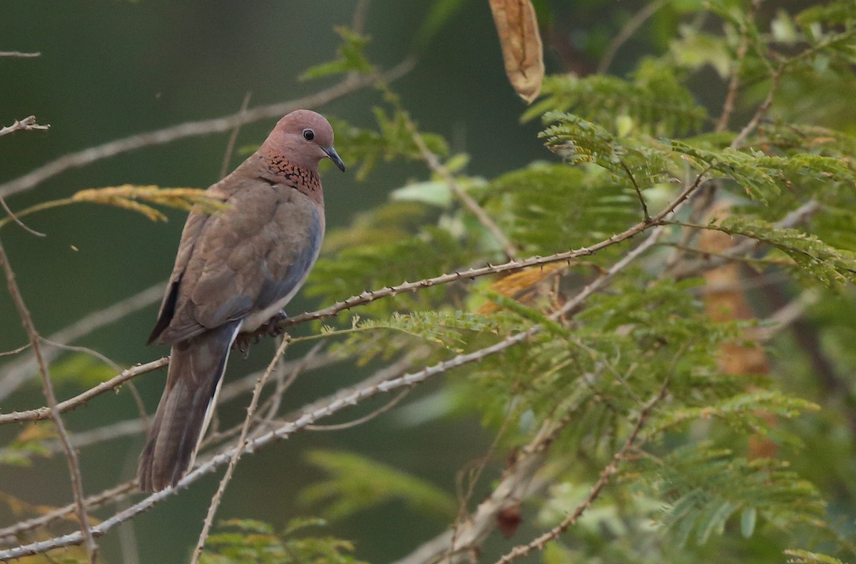 Laughing Dove - ML85008781