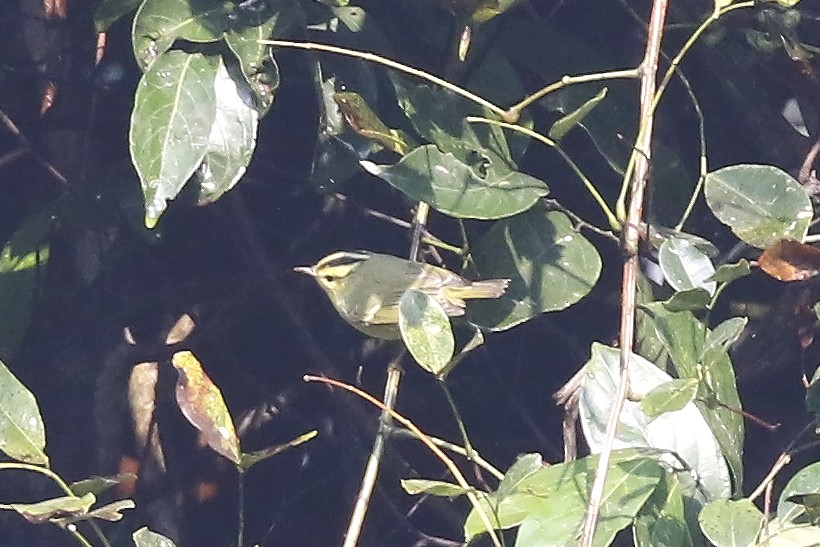 Sulphur-breasted Warbler - ML85009291