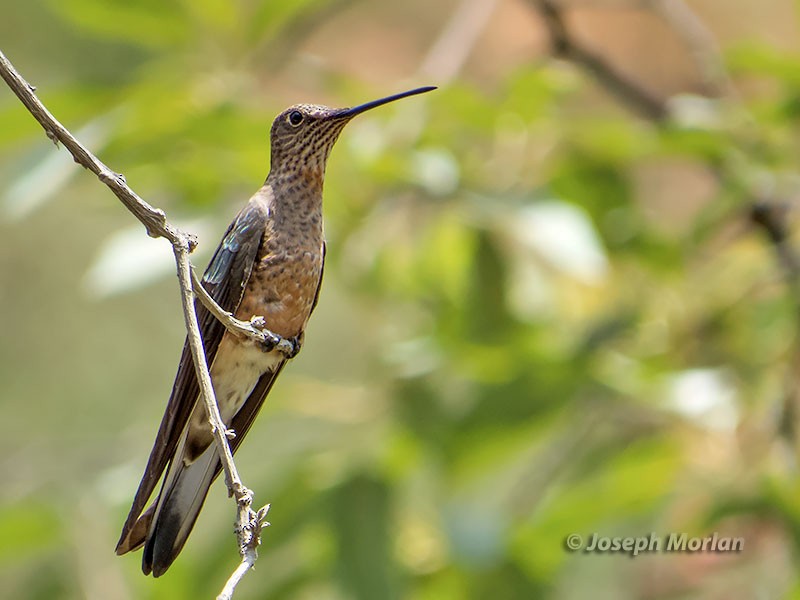 Giant Hummingbird - Joseph Morlan