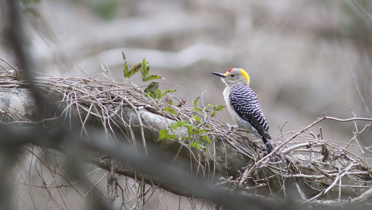 Golden-fronted Woodpecker - ML85010741