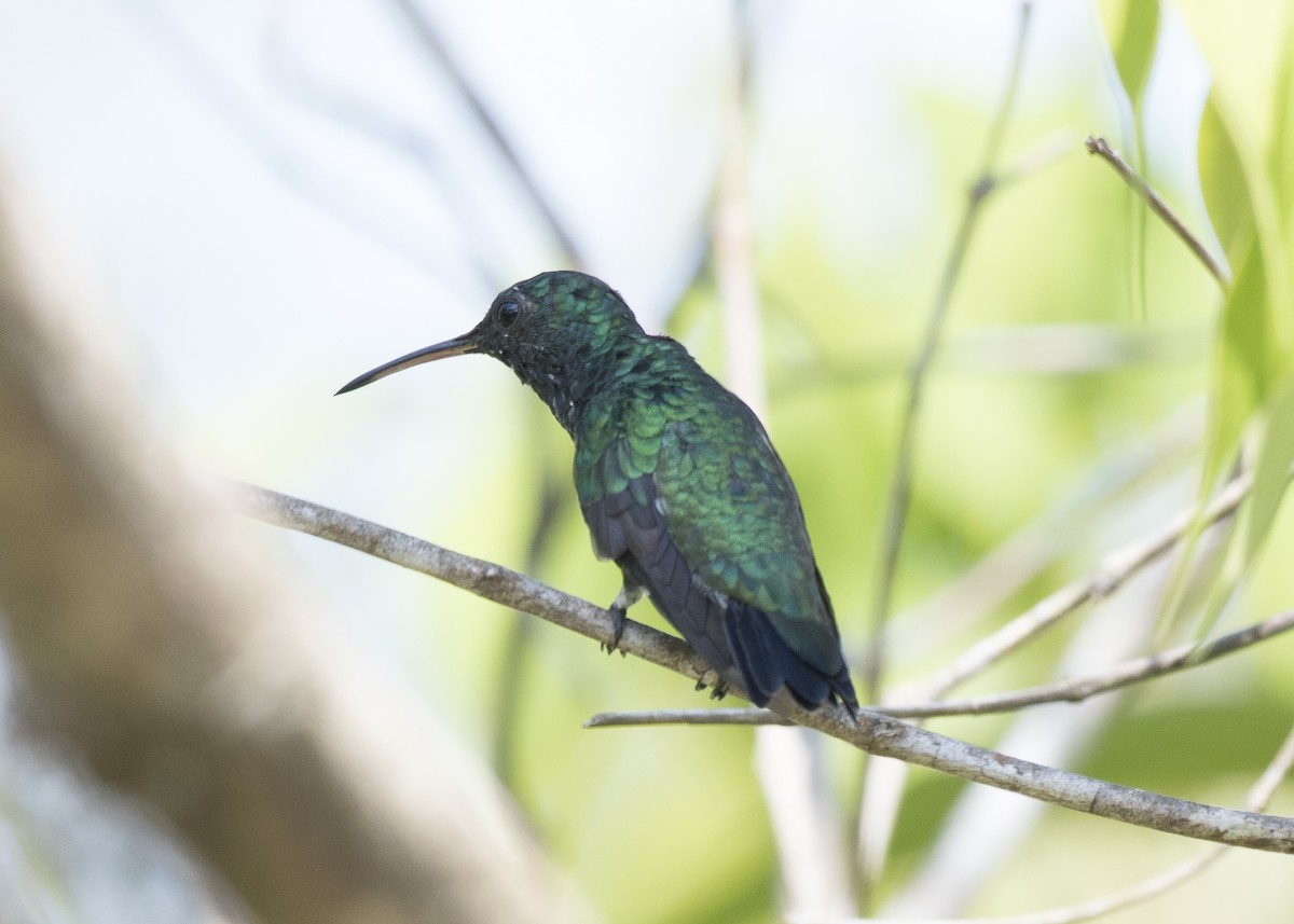 Shining-green Hummingbird - Anthony Kaduck
