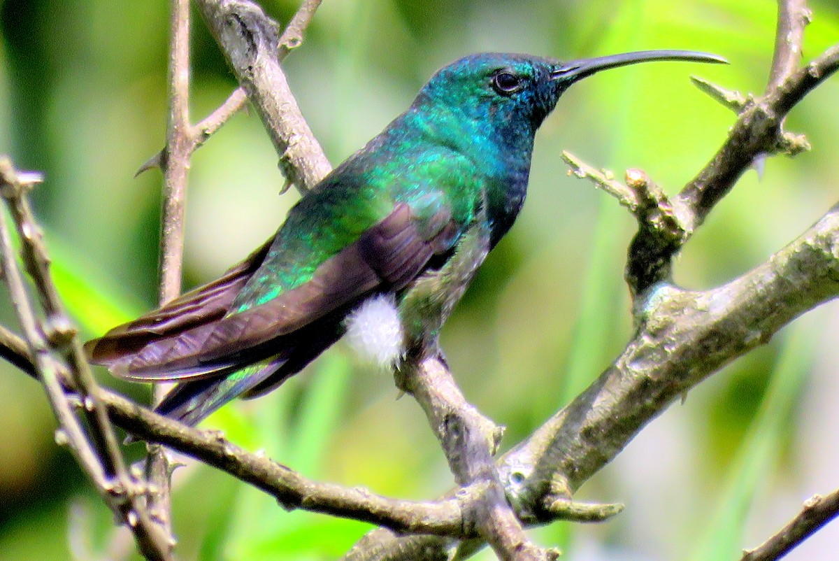 kolibřík zelenohrdlý - ML85012361