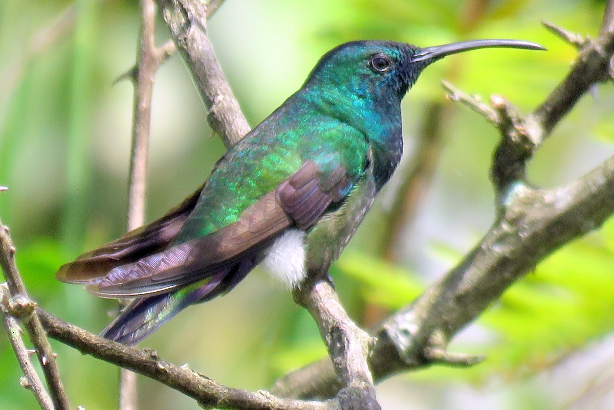kolibřík zelenohrdlý - ML85012411