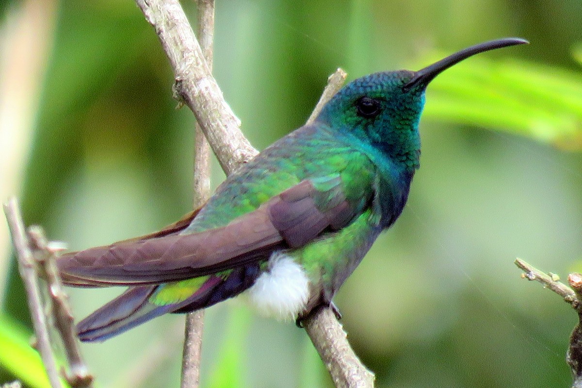 kolibřík zelenohrdlý - ML85012451