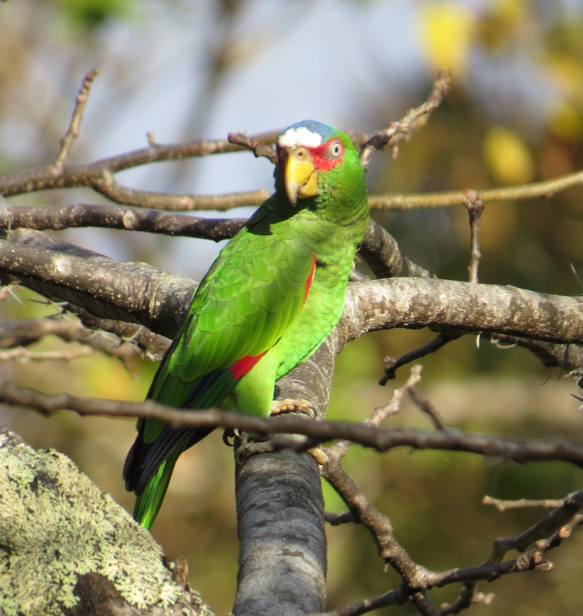White-fronted Parrot - ML85012681