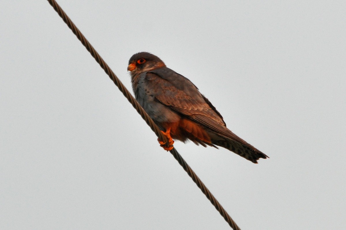 Red-footed Falcon - Antonio Ceballos Barbancho