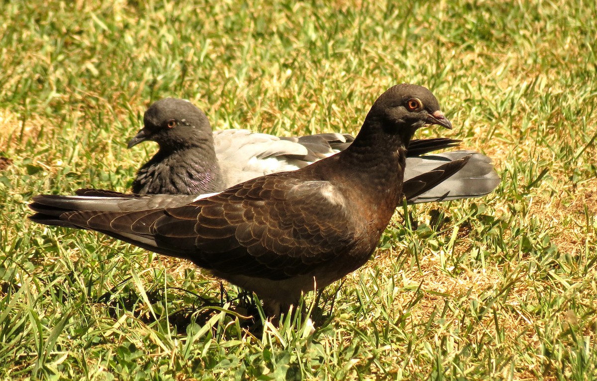 Rock Pigeon (Feral Pigeon) - Peter Blancher