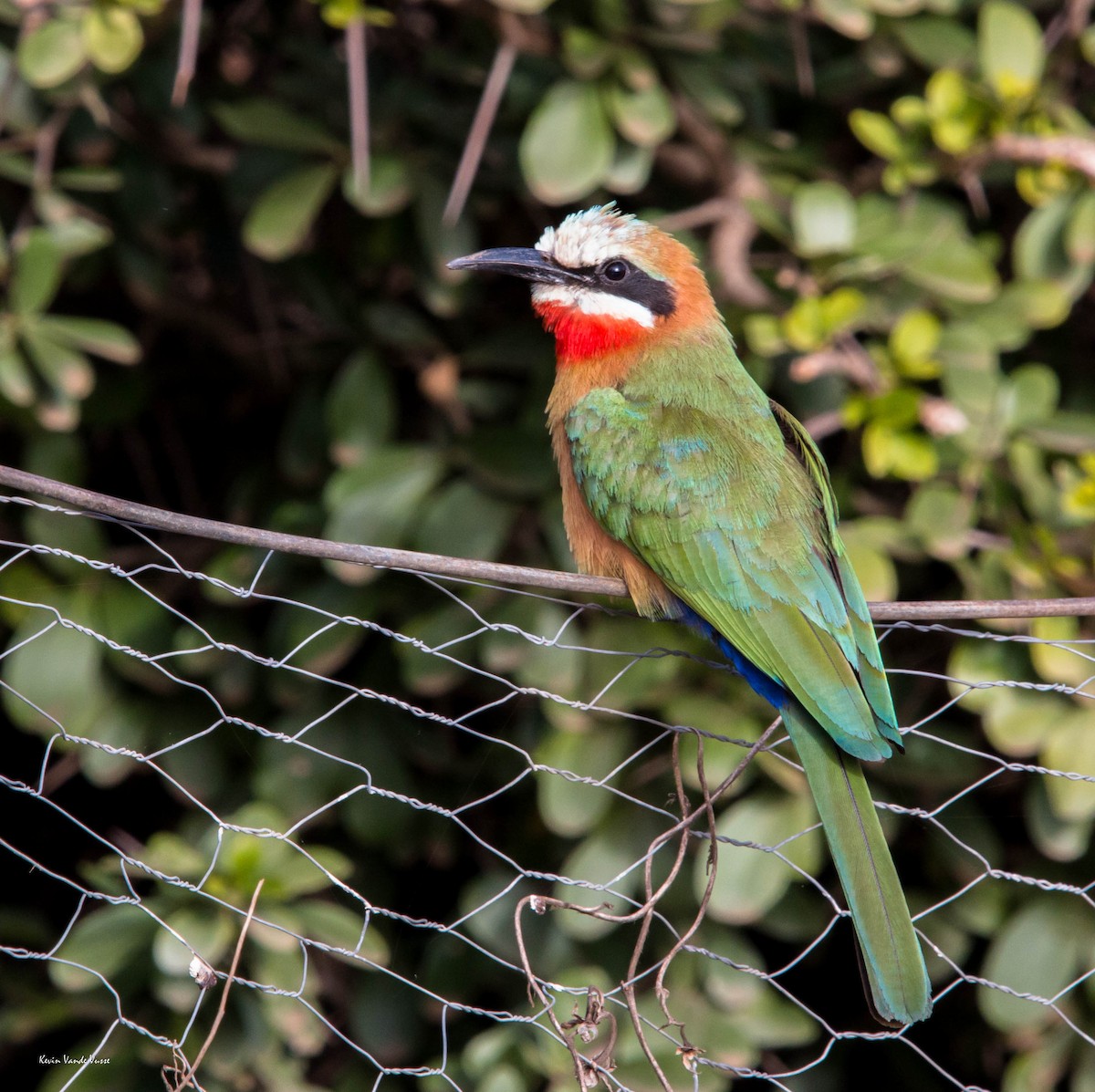 White-fronted Bee-eater - ML85018621