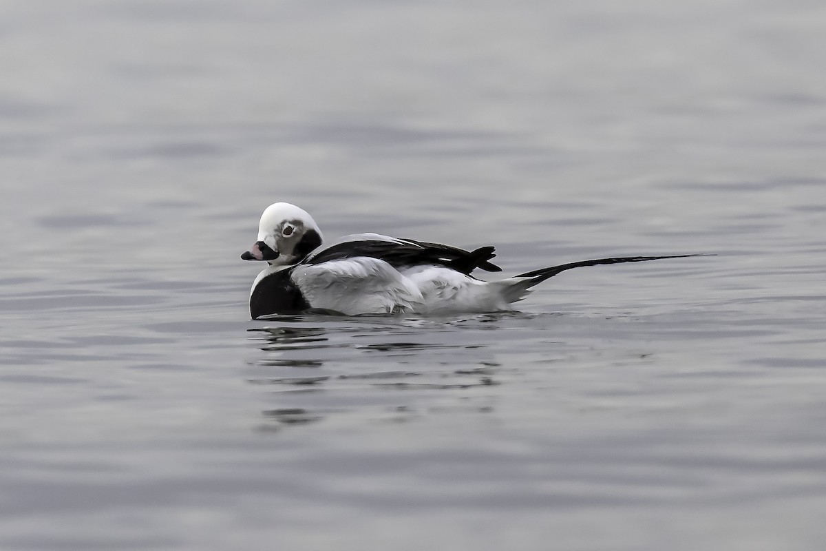 Long-tailed Duck - ML85020181