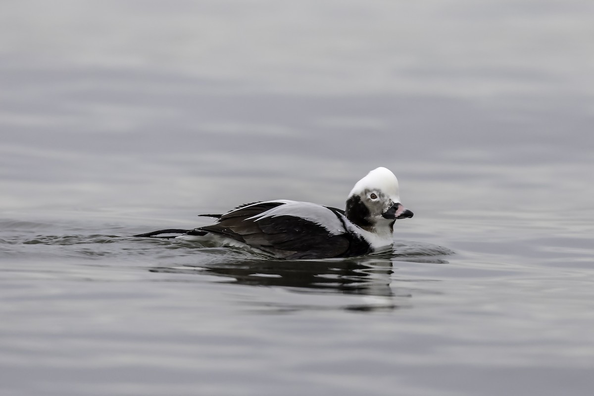 Long-tailed Duck - ML85020191