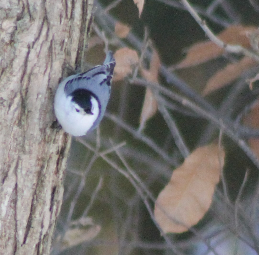 White-breasted Nuthatch - parker garver