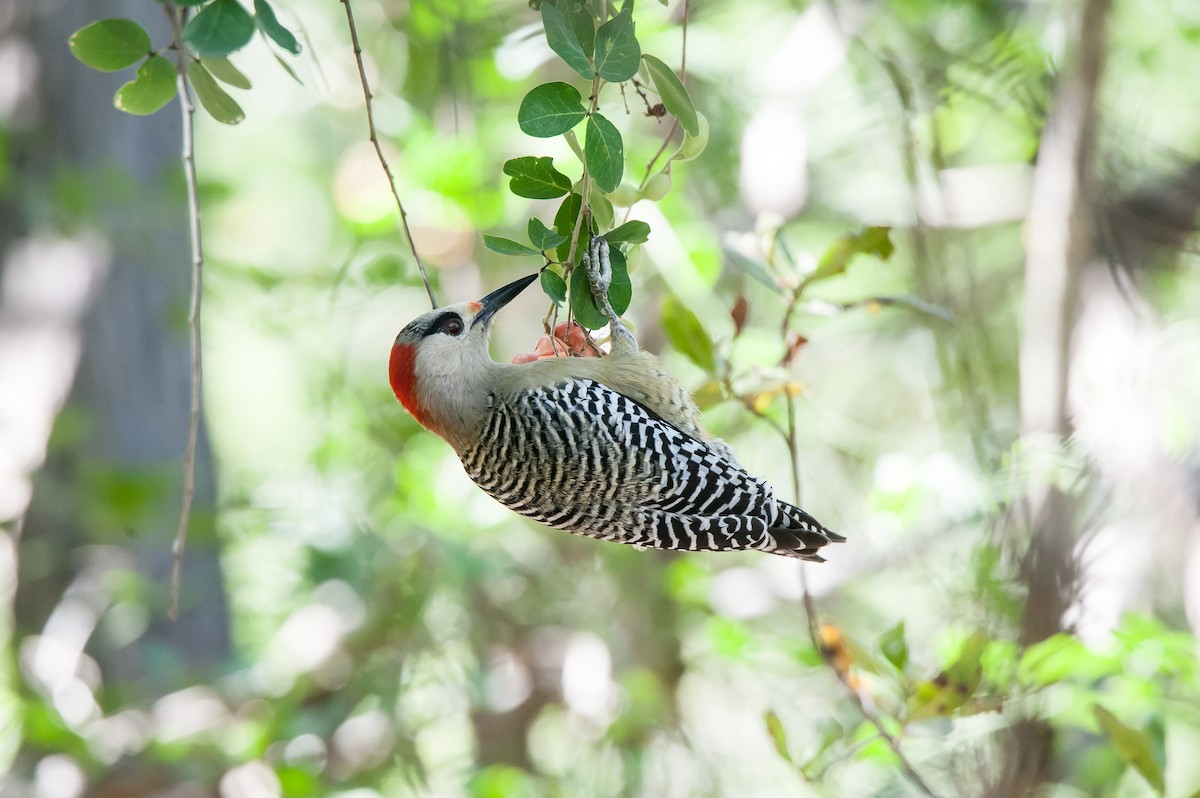 West Indian Woodpecker - ML85020641