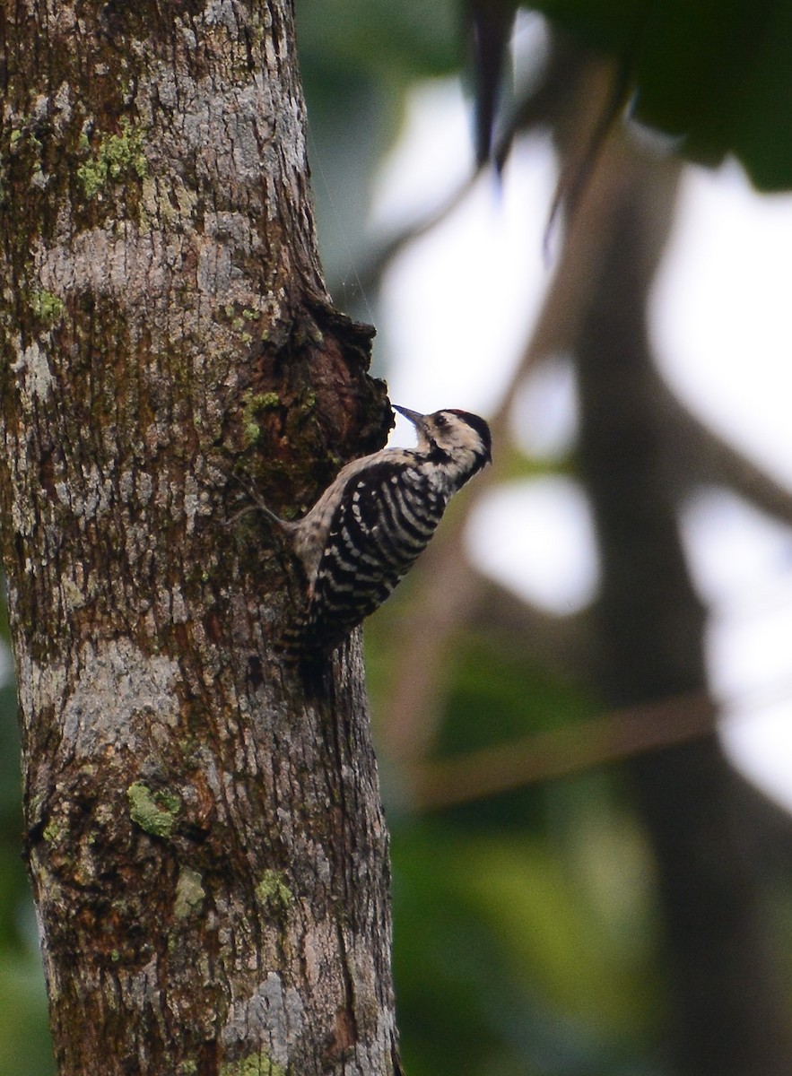 Sunda Pygmy Woodpecker - Ari Noviyono