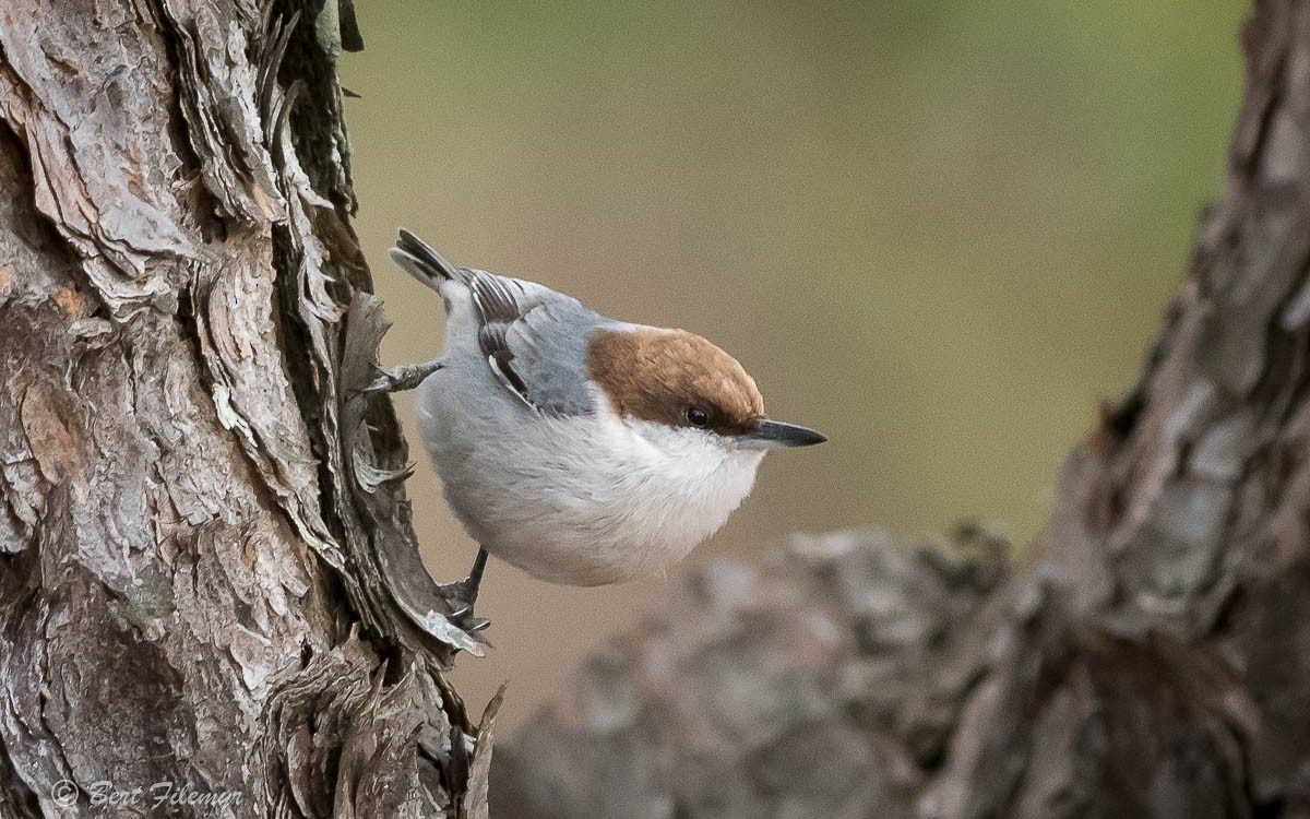 Brown-headed Nuthatch - ML85021861