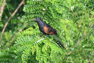  - Sunda Coucal