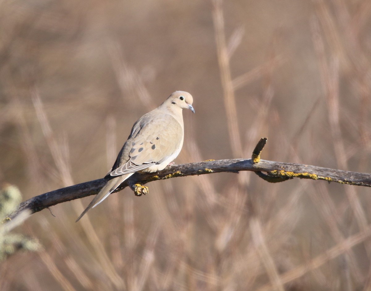 Mourning Dove - Pair of Wing-Nuts