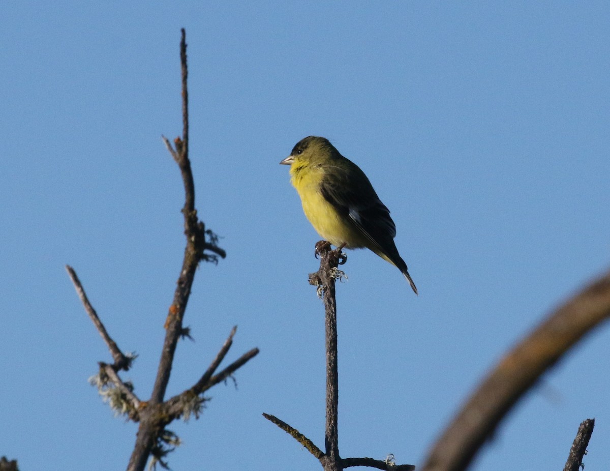Lesser Goldfinch - Pair of Wing-Nuts