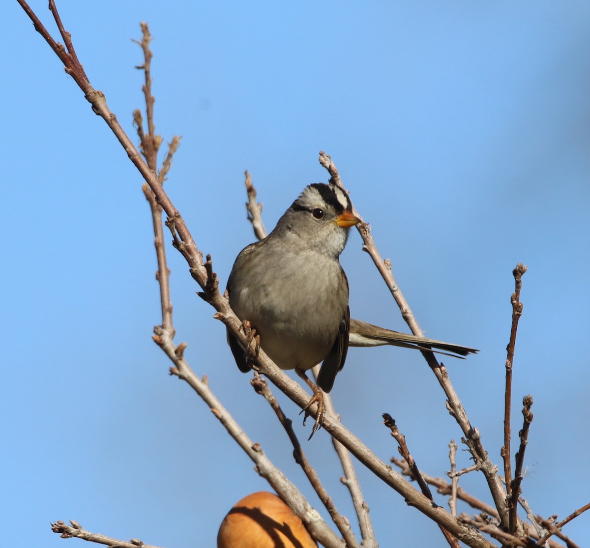 White-crowned Sparrow - ML85023711