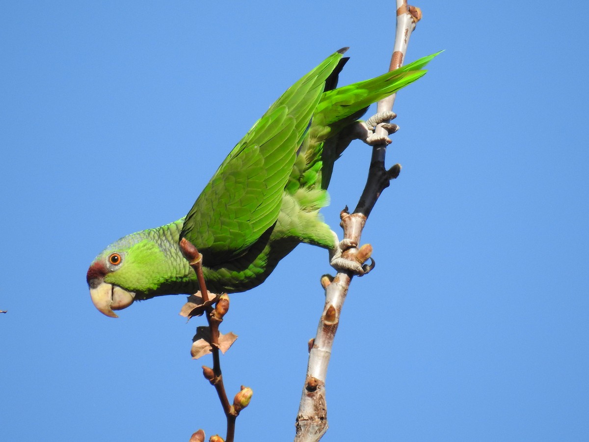 Lilac-crowned Parrot - ML85024971