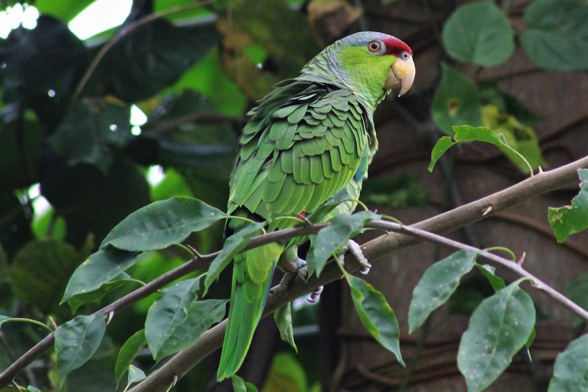 Lilac-crowned Parrot - ML85025111