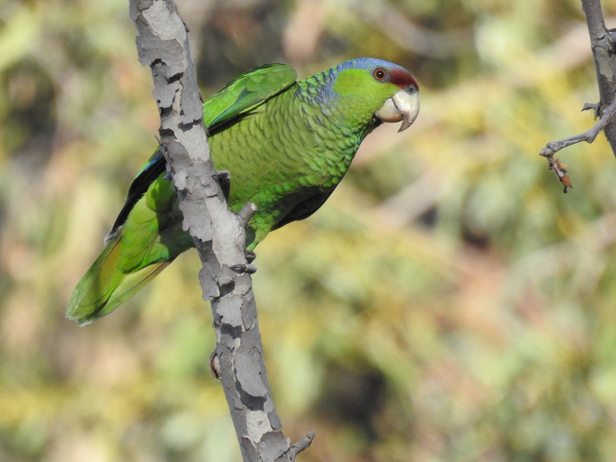 Lilac-crowned Parrot - ML85025131