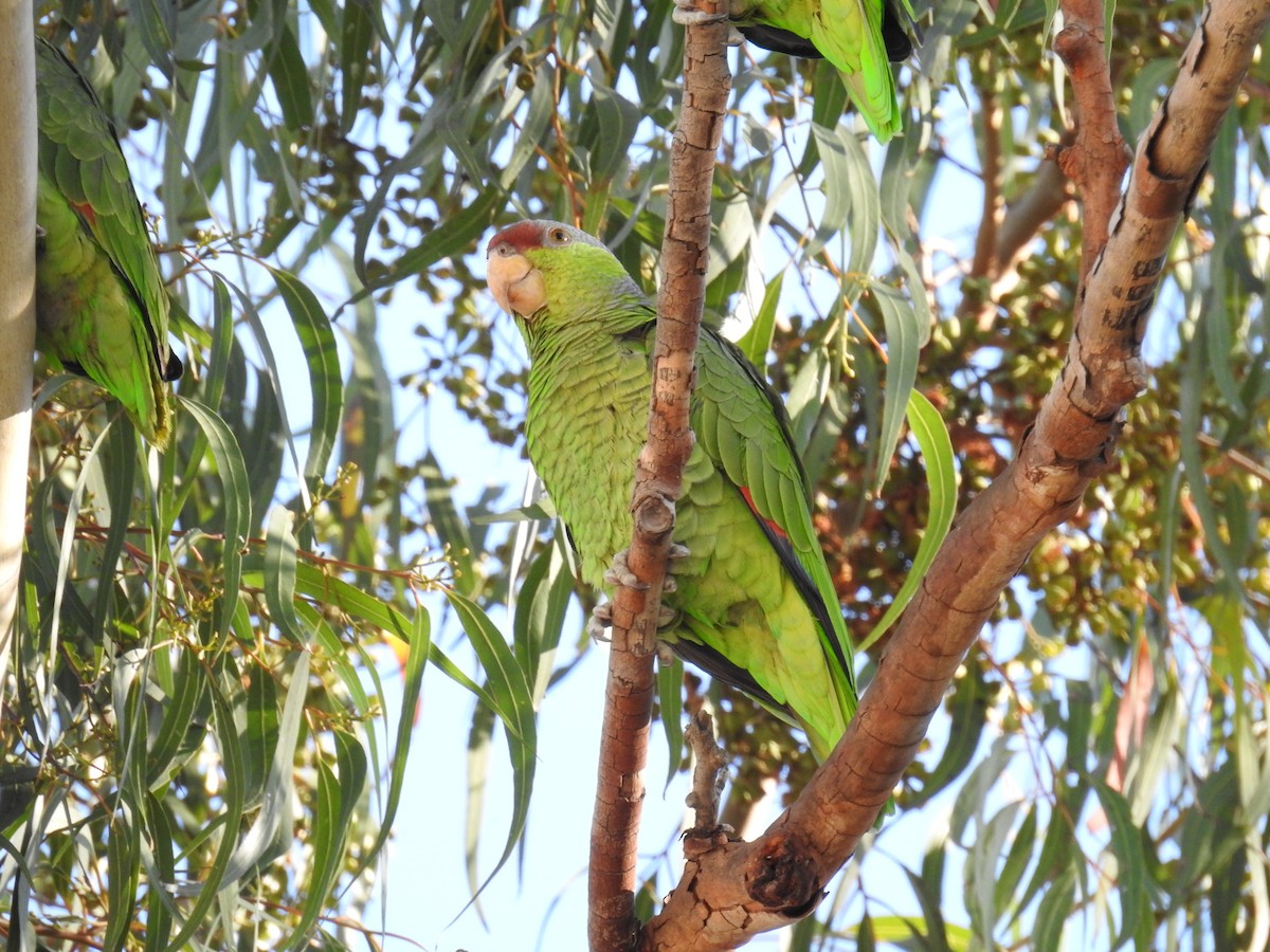 Lilac-crowned Parrot - ML85025141