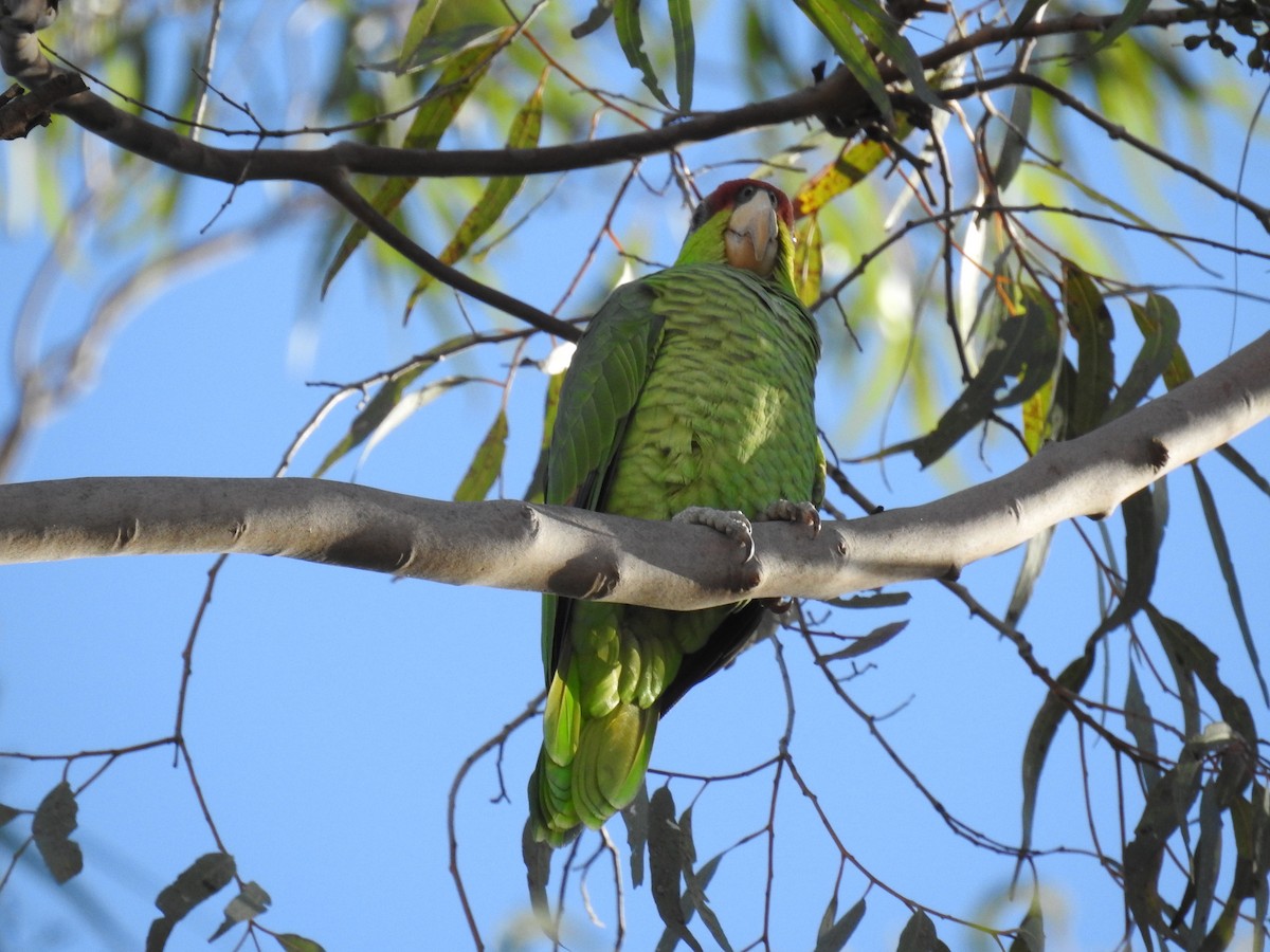 Lilac-crowned Parrot - ML85025171