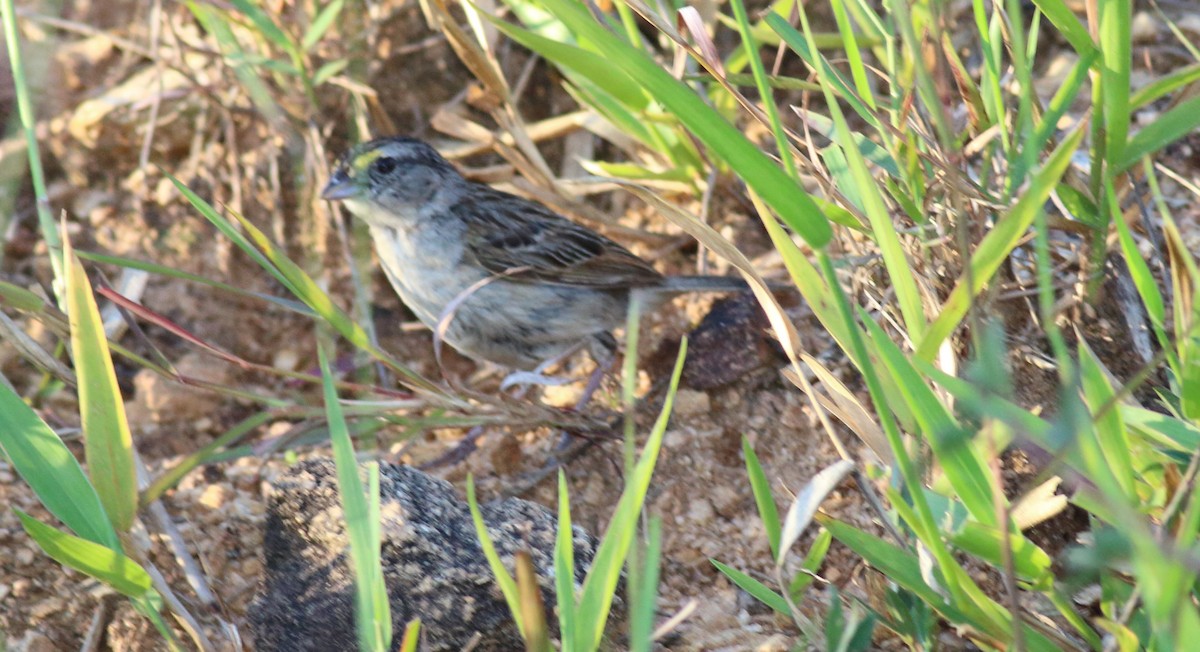 Grassland Sparrow - Rick Folkening