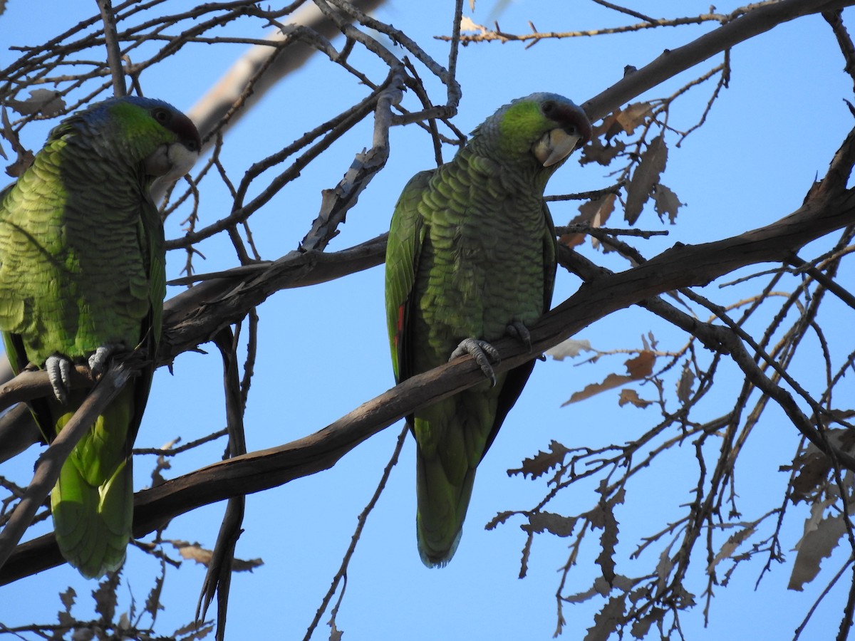 Lilac-crowned Parrot - ML85025571