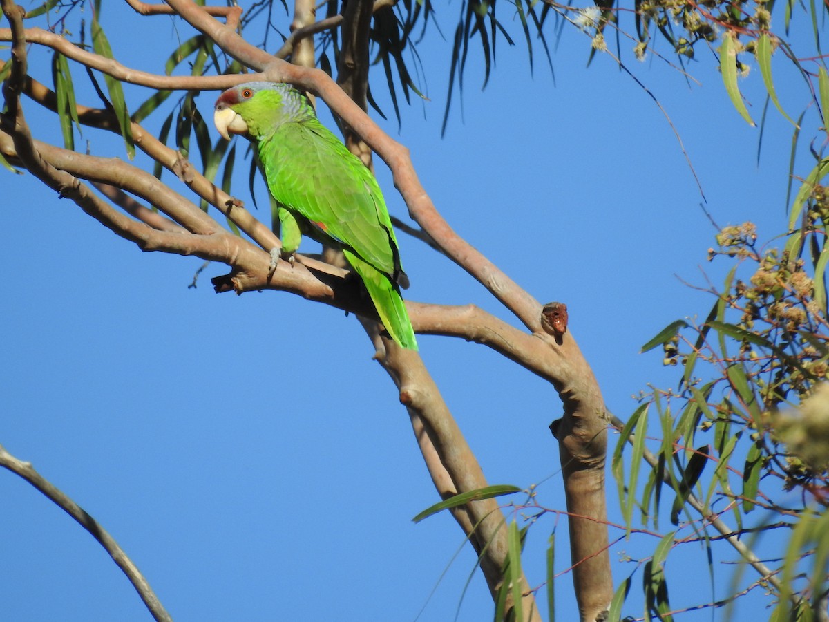 Lilac-crowned Parrot - ML85025651