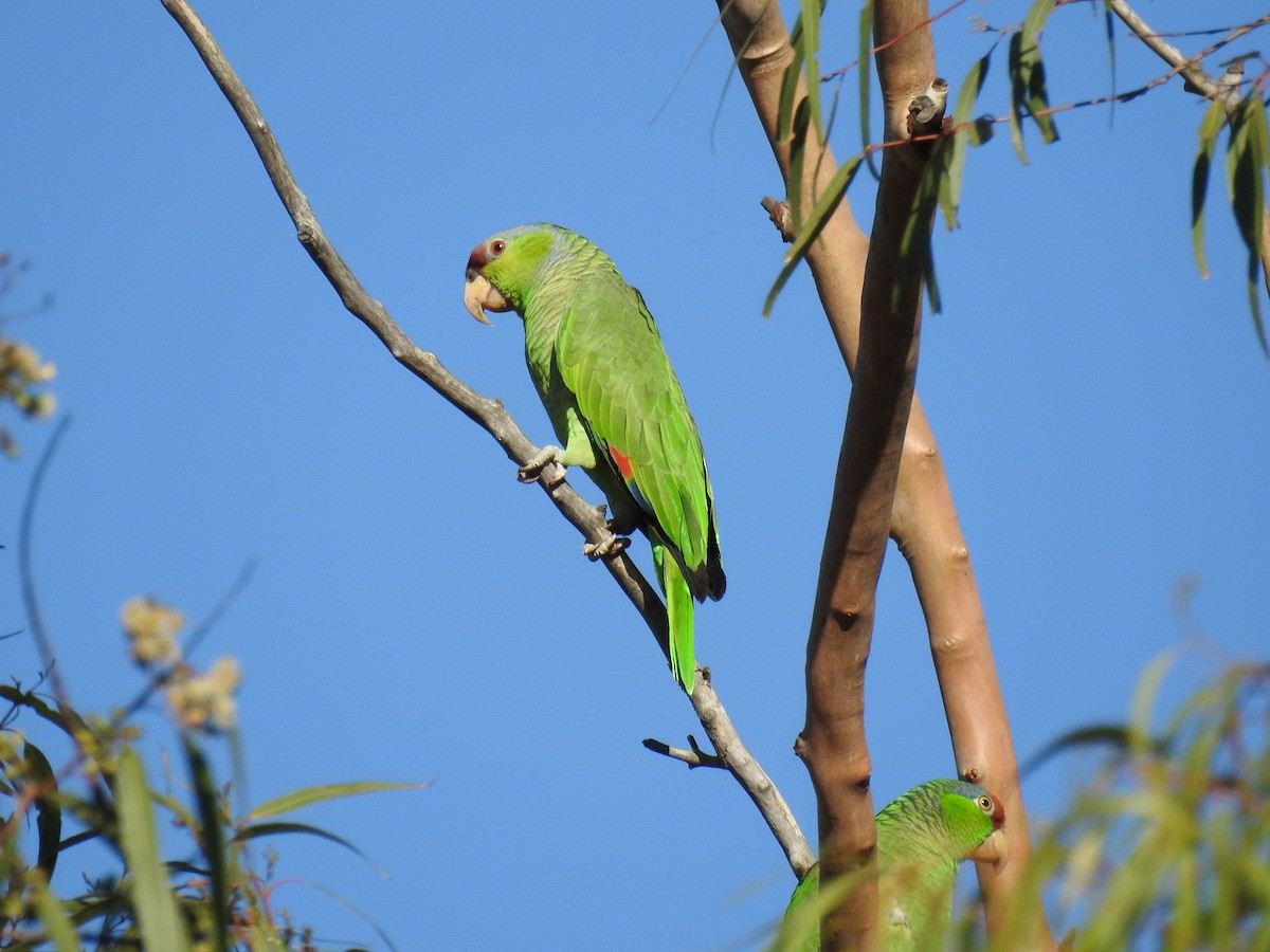 Lilac-crowned Parrot - ML85025671